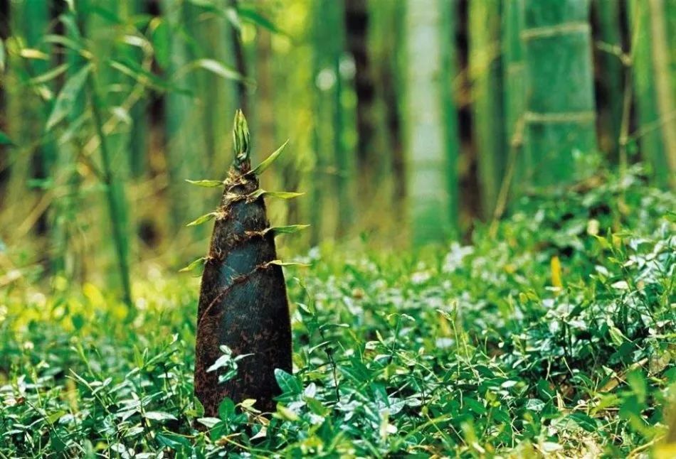 致富笋竹种植视频_竹笋种植前景如何_竹笋种植致富