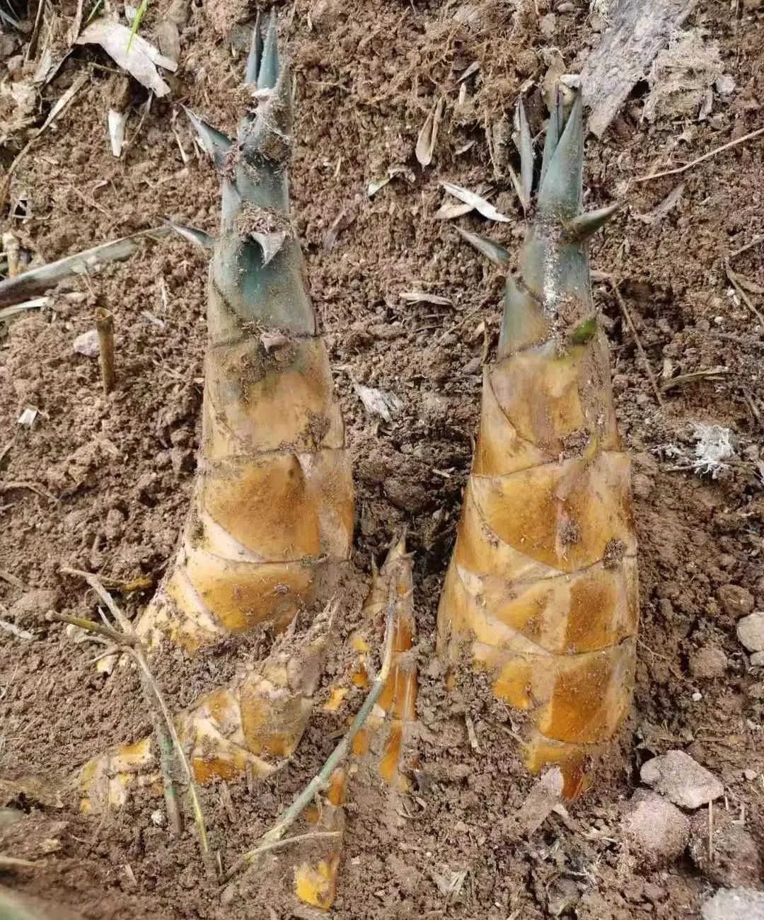 竹笋种植技术及亩收益_竹笋种植致富_致富笋竹种植技术视频