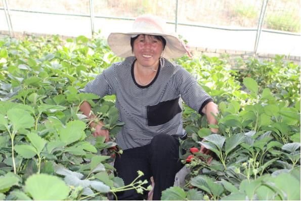 致富陕西种植神木视频_神木农作物_陕西神木种植致富