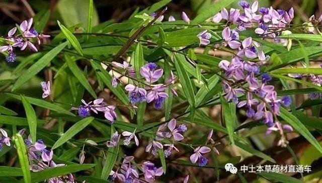 中药材远志种植技术要点