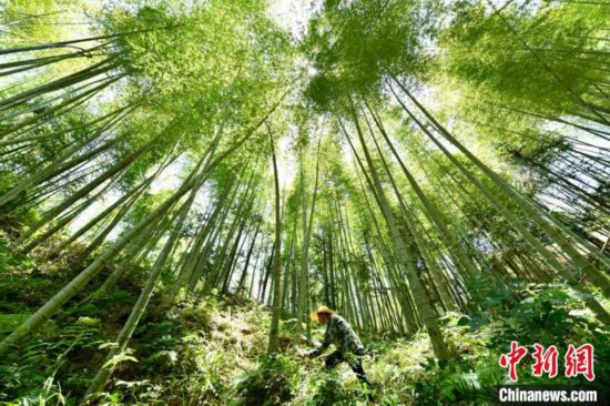 福建闽清：山水文章带动村民致富