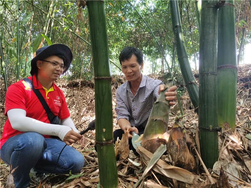 竹笋种植技术及亩收益_竹笋种植致富_致富笋竹种植方法