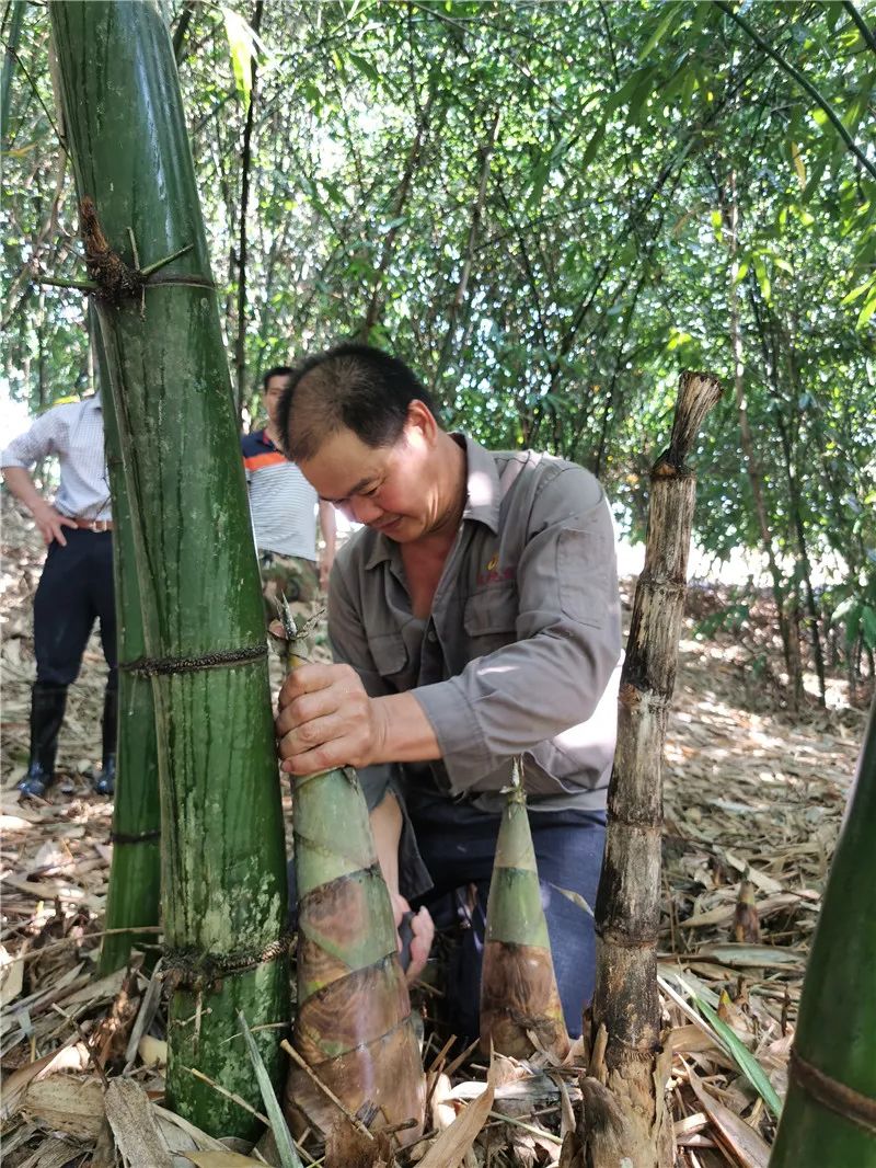 竹笋种植技术及亩收益_致富笋竹种植方法_竹笋种植致富