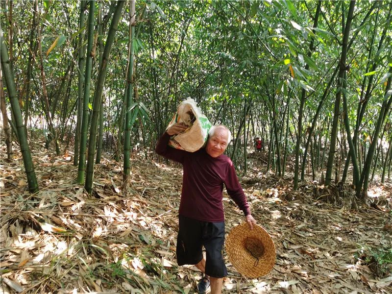 竹笋种植致富_致富笋竹种植方法_竹笋种植技术及亩收益