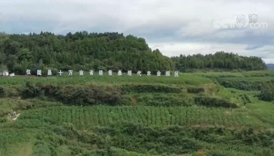 走进四川仪陇九龙山村：有机小蚕茧 增收大产业