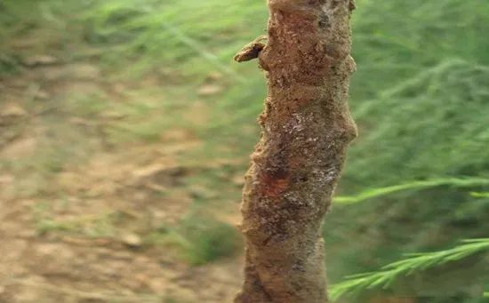 芦笋视频种植技术与管理_芦笋种植视频科技苑_芦笋芦笋种植技术视频