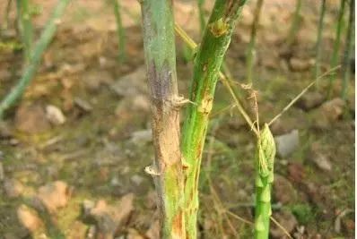 芦笋视频种植技术与管理_芦笋种植视频科技苑_芦笋芦笋种植技术视频