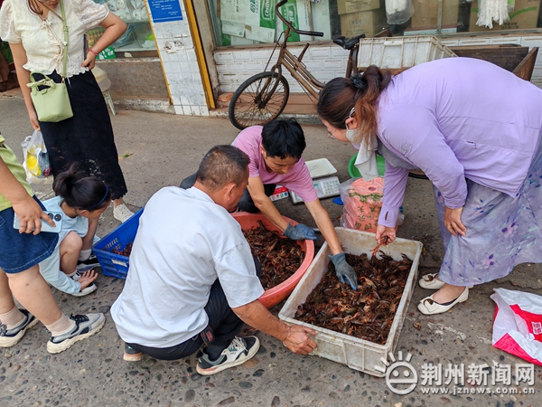 龙虾养殖新技术模式_龙虾养殖基地视频_本地龙虾养殖技术