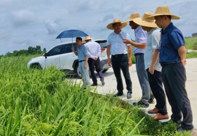 【南方农村报】省农科院专家赴电白开展水稻生产技术培训