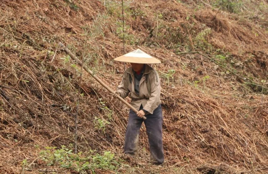 致富竹种植荒山好吗_致富竹种植荒山好不好_荒山种植致富竹