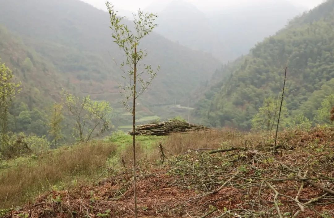 荒山种植致富竹_致富竹种植荒山好吗_致富竹种植荒山好不好