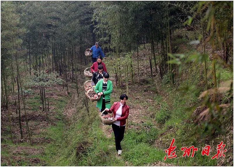 竹子致富_致富经竹子创业_荒山种植致富竹