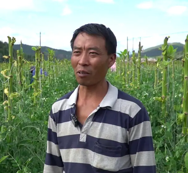 碗豆种植枝术_致富种植碗豆图片_碗豆种植致富