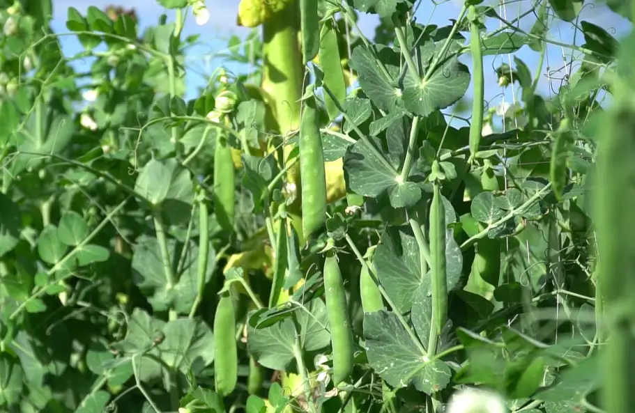 碗豆种植致富_致富种植碗豆图片_碗豆种植枝术