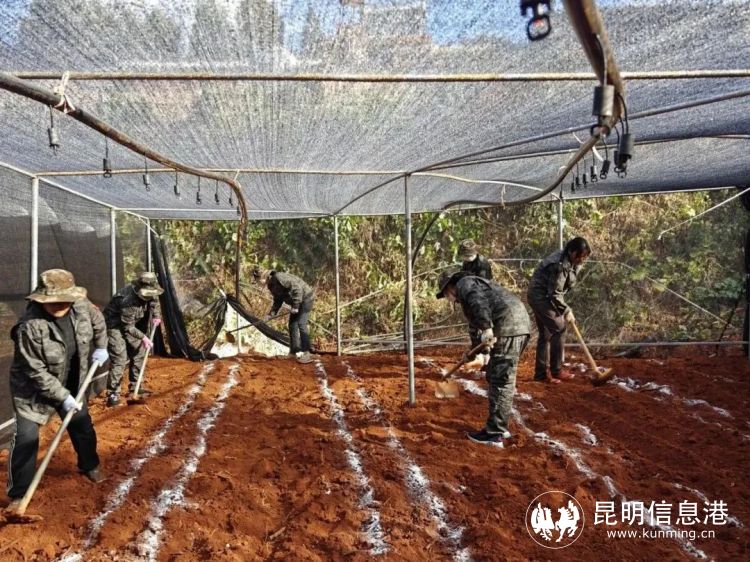 致富经锦阳羊肚茵种植_羊肚茵种植视频_羊肚茵茵种介格