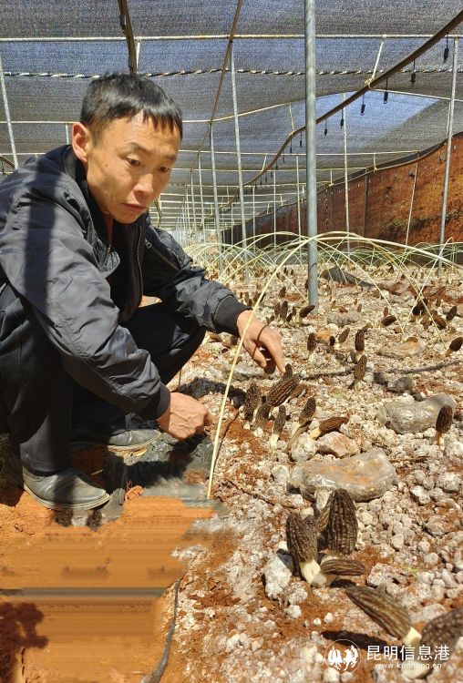 致富经锦阳羊肚茵种植_羊肚茵茵种介格_羊肚茵种植视频