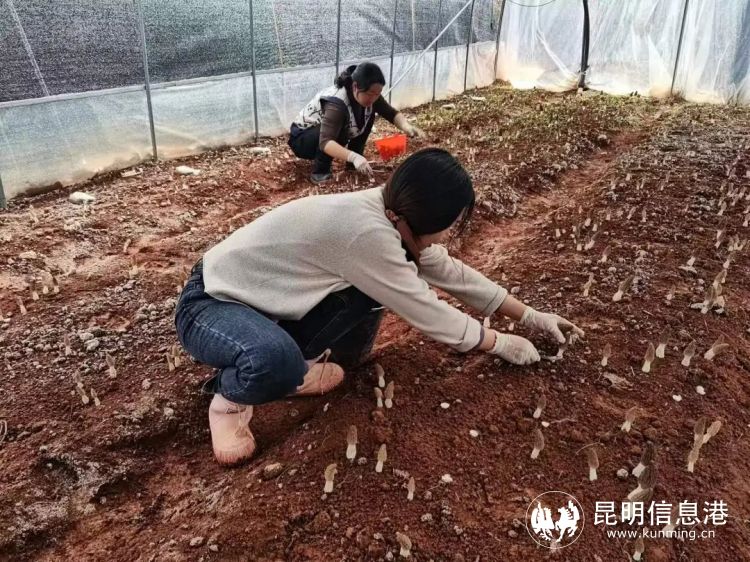 羊肚茵种植视频_羊肚茵茵种介格_致富经锦阳羊肚茵种植