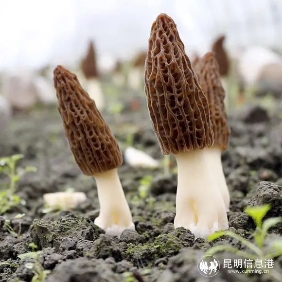 羊肚茵种植视频_致富经锦阳羊肚茵种植_羊肚茵茵种介格