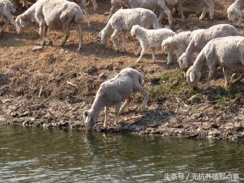 预肥羊养殖技术_养殖肥羊技术培训_养育肥羊的技术