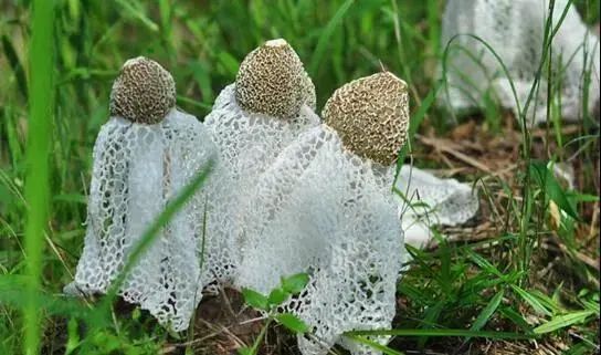 致富经竹荪种植视频_农家竹荪_致富经竹荪