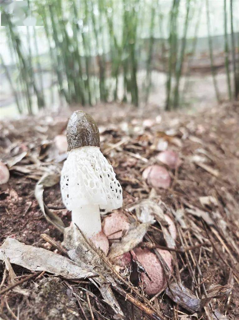 致富经竹荪种植视频_致富经竹荪_竹荪产品