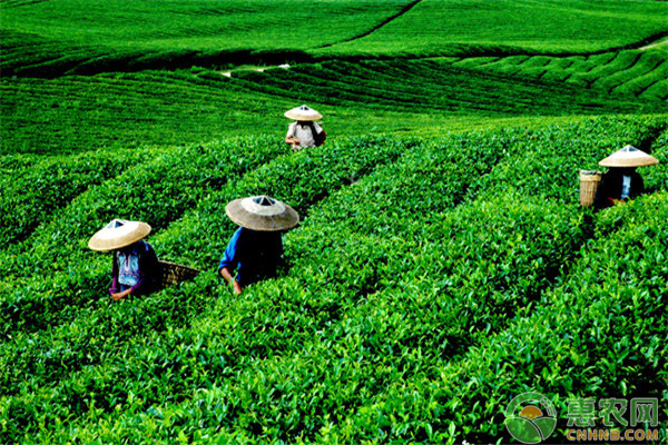 桑黄茶种植项目助推亭口脱贫致富