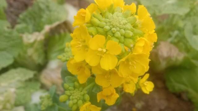 冬季白菜花种植技术_白菜冬季种植花技术要点_白菜冬季种植花技术与管理