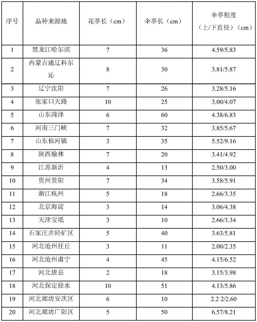 一种蒲公英专门生产花葶的栽培方法及其应用