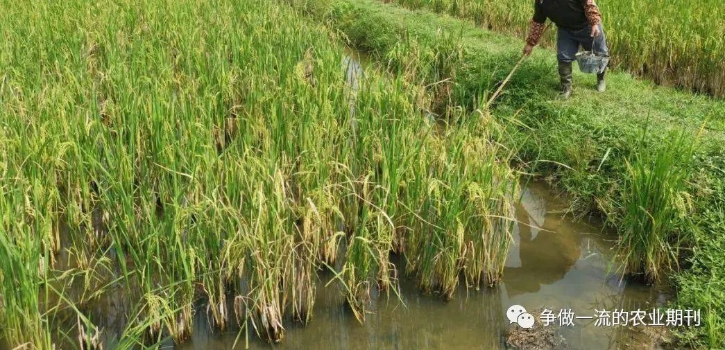 江西田螺养殖基地_田螺养殖户_江西省田螺养殖技术