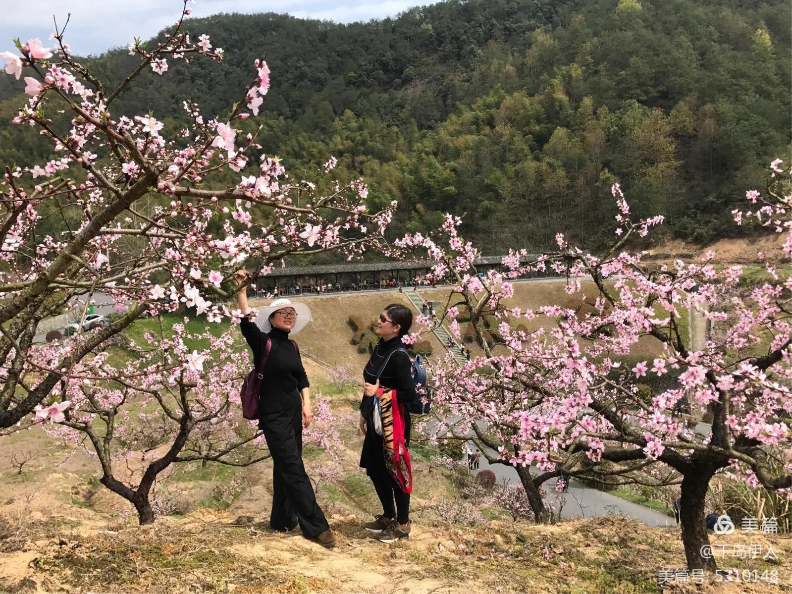 一日看够：桃红梨白菜花黄