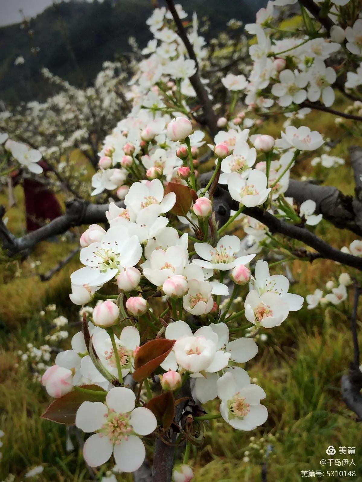 冬季白菜花种植技术_白菜冬季种植花技术与管理_冬季大白菜种植