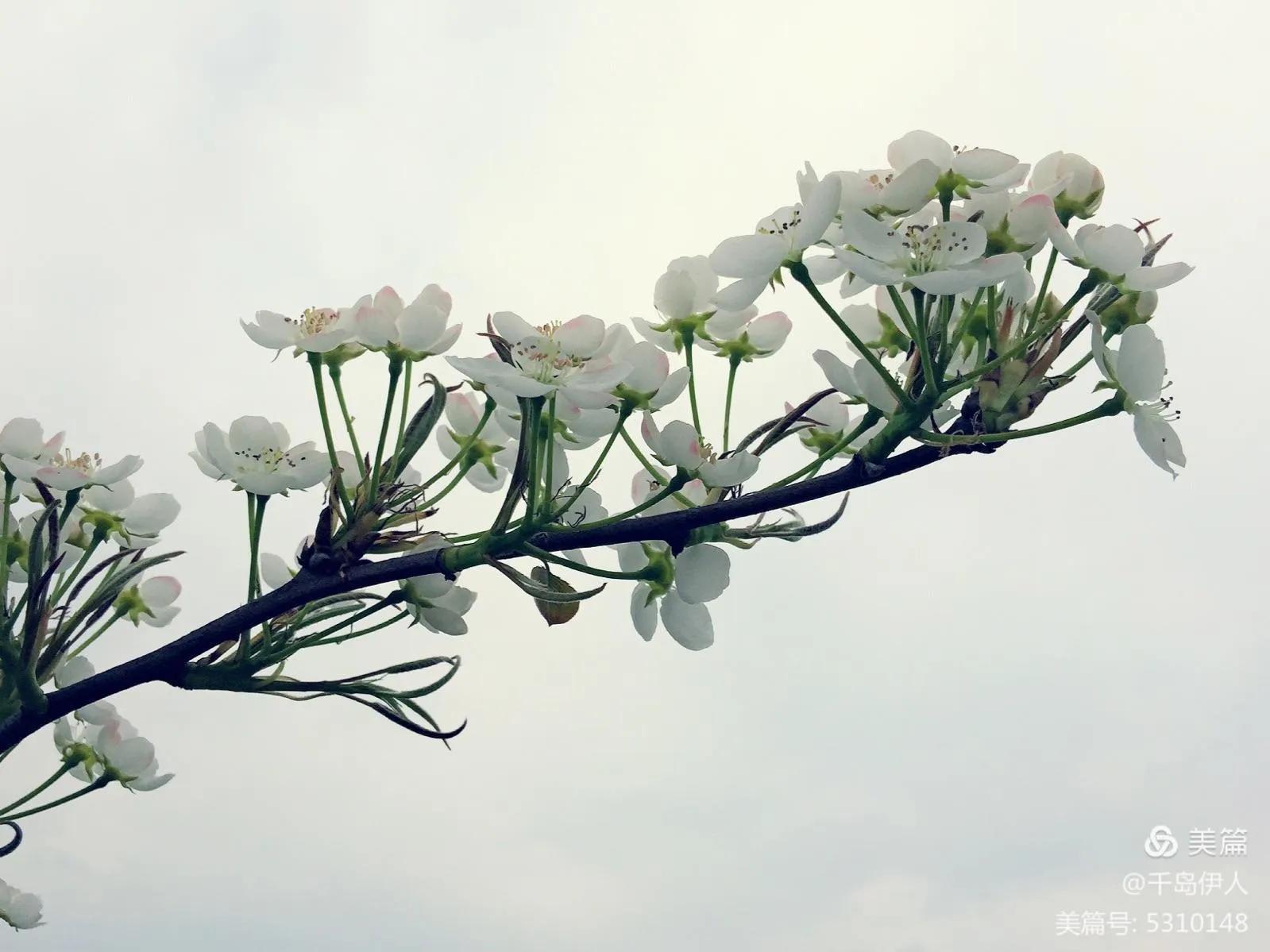 冬季大白菜种植_冬季白菜花种植技术_白菜冬季种植花技术与管理