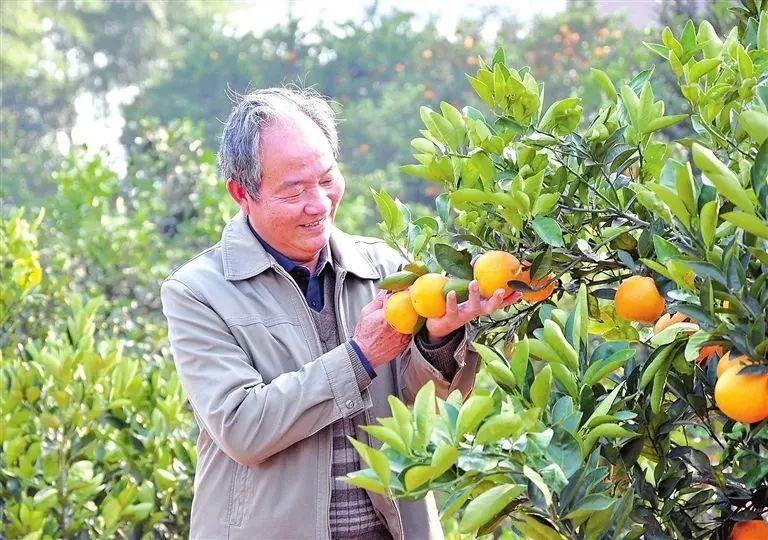 蒲公英种植技术农村致富经_种植蒲公英前景怎么样_日报种植蒲公英致富