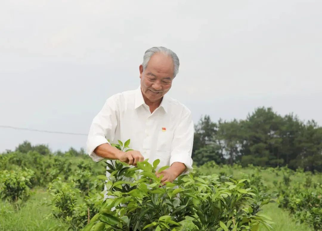 蒲公英种植技术农村致富经_日报种植蒲公英致富_种植蒲公英前景怎么样