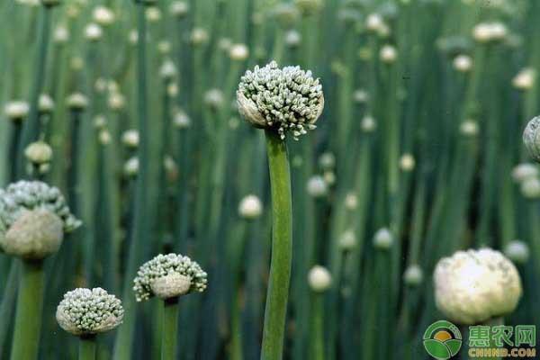 种洋葱能挣钱吗_致富洋葱能种植吗_种植洋葱能致富吗吗