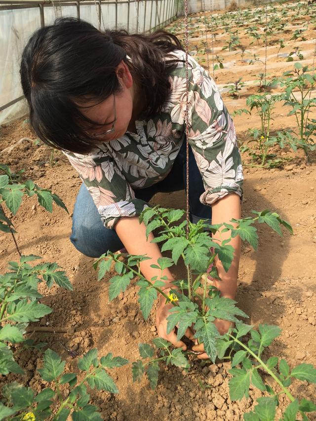 温室大棚番茄种植技术ppt_温室大棚番茄适应温度_温室大棚番茄的施肥技术