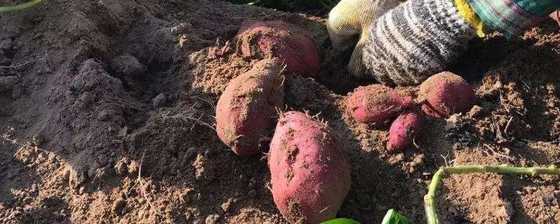 山椒适合什么地方种植_野山椒种植_山椒种植技术