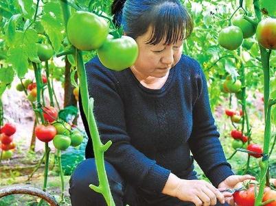 温室大棚番茄种植技术ppt_温室大棚番茄育苗技术_温室大棚番茄管理技术