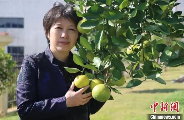 柚子树种植技术一点通_柚子树种植_致富柚子树种植