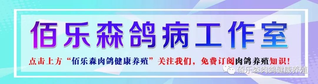 现在养鸽子赚钱吗：肉鸽养殖成本利润及前景分析