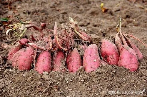 种植致富新项目_2016种植业致富项目_致富种植业项目2016年招聘