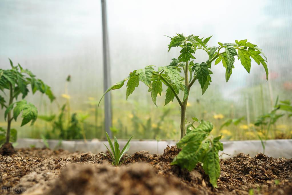 温室大棚番茄的施肥技术_温室大棚番茄种植技术ppt_番茄栽培技术温室大棚