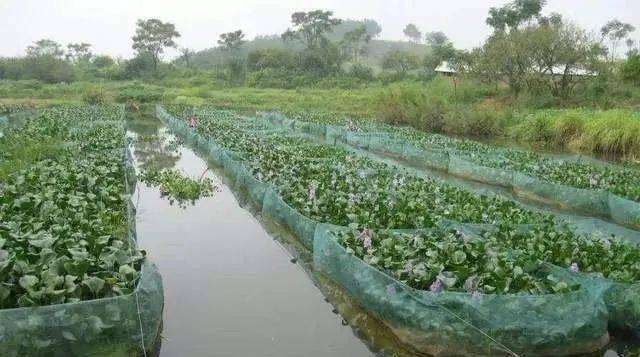 致富养殖蚯蚓黄鳝怎么样_致富经蚯蚓养殖黄鳝6_致富养殖蚯蚓黄鳝视频