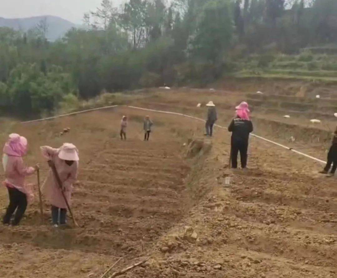 农村致富项目种植业_种植致富农村项目名称大全_农村种植致富项目种植