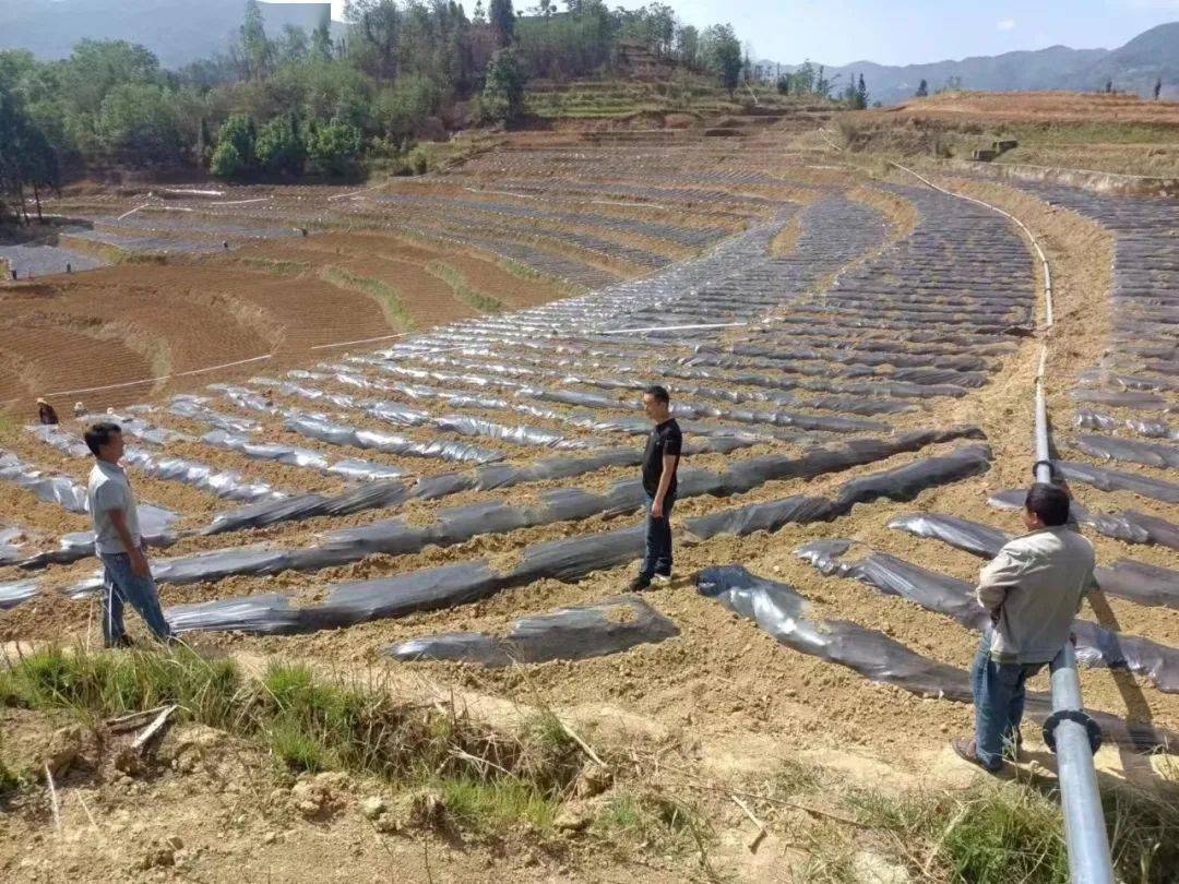 种植致富农村项目名称大全_农村致富项目种植业_农村种植致富项目种植