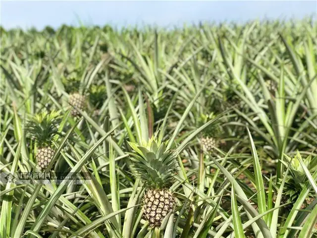 淳安刘寄奴种植致富_淳安刘寄奴种植致富_淳安刘寄奴种植致富