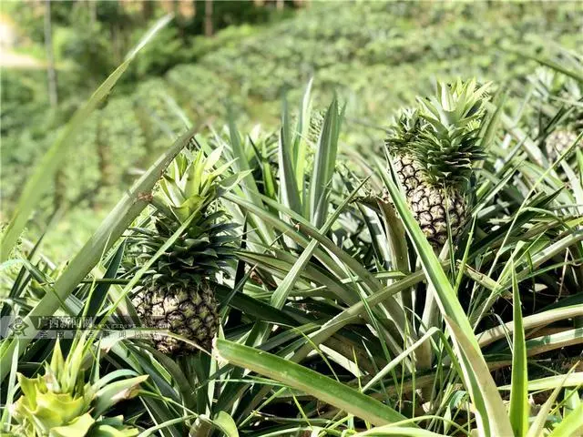 淳安刘寄奴种植致富_淳安刘寄奴种植致富_淳安刘寄奴种植致富