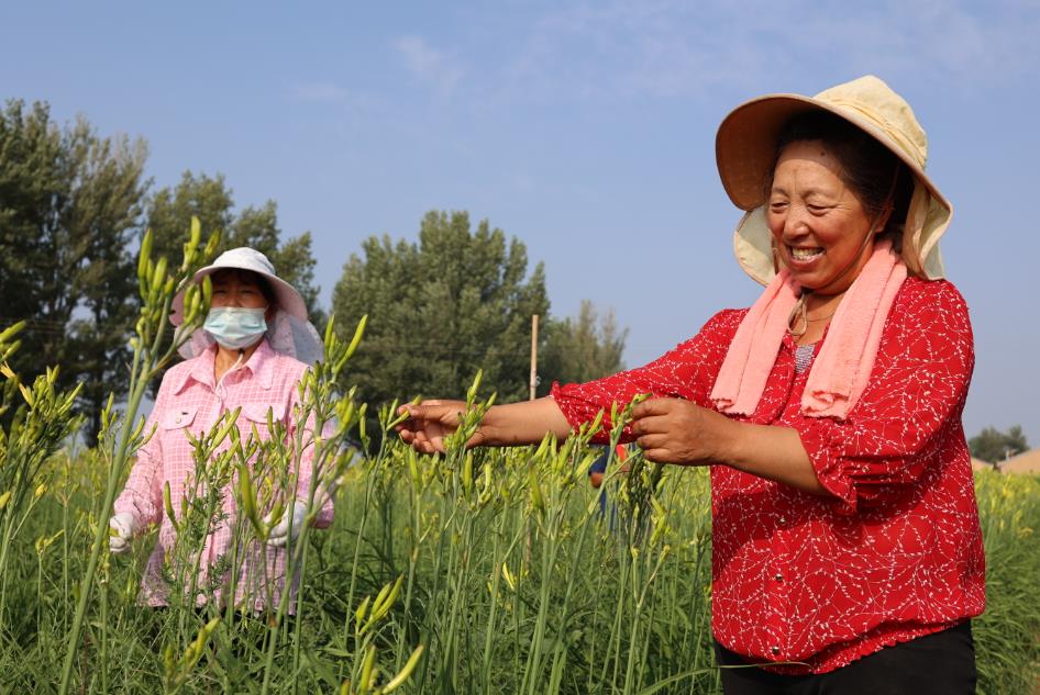 “小黄花”带动大产业  山西大同绽放“致富花”