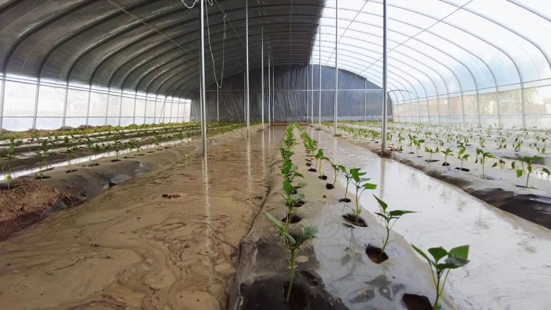 景泰种植致富果_科学种植致富100例_大棚樱桃种植成功致富案例