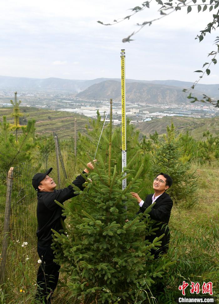 甘肃定西：荒山秃岭长“新发”万亩菌草长势旺